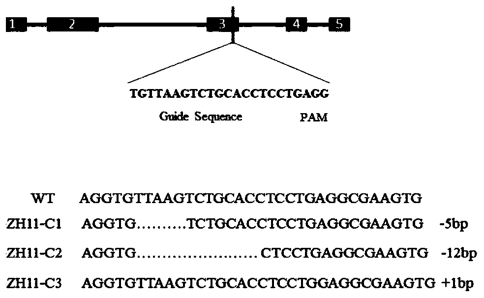 Ubiquitin ligase gene OsNLA2, protein and application of ubiquitin ligase gene OsNLA2 in rice selection
