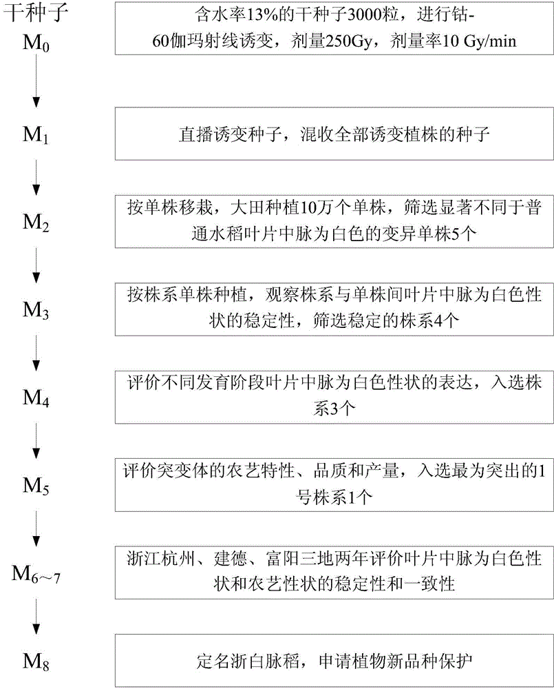 Breeding method of hybrid rice two-line sterile line with leaves carrying white midribs