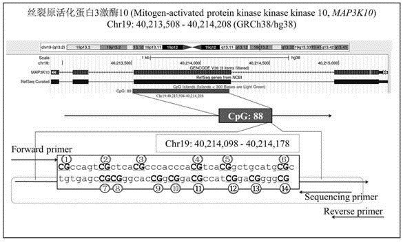 Use of a map3k10 gene fragment and primers in the preparation of intracranial aneurysm detection kits