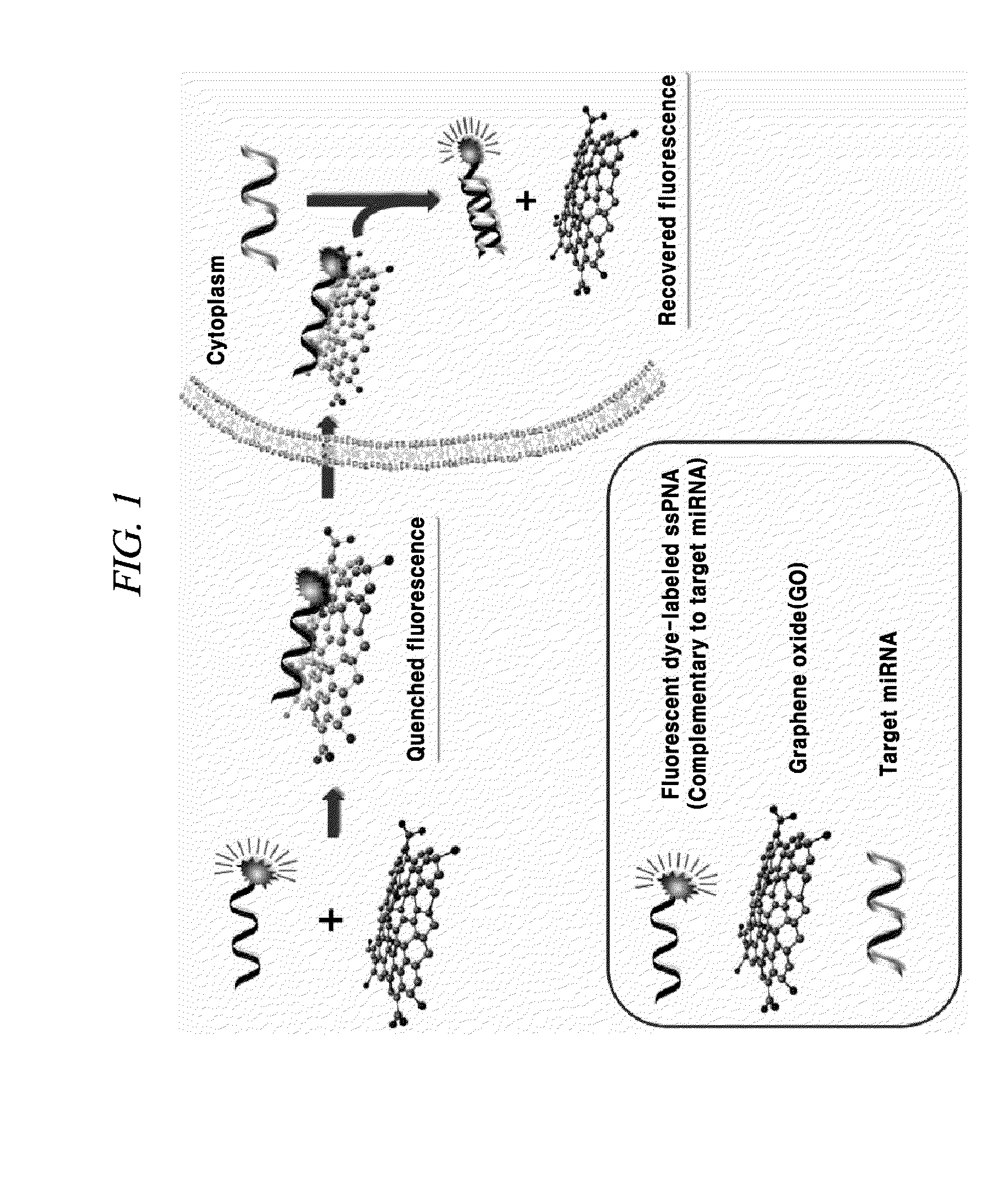 Composition for detecting nucleic acid and method for detecting nucleic acid using same