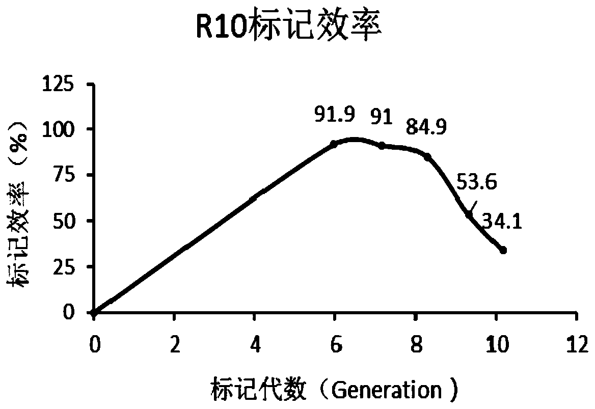 Method and special culture medium for SILAC labelling of mycobacterium smegmatis protein