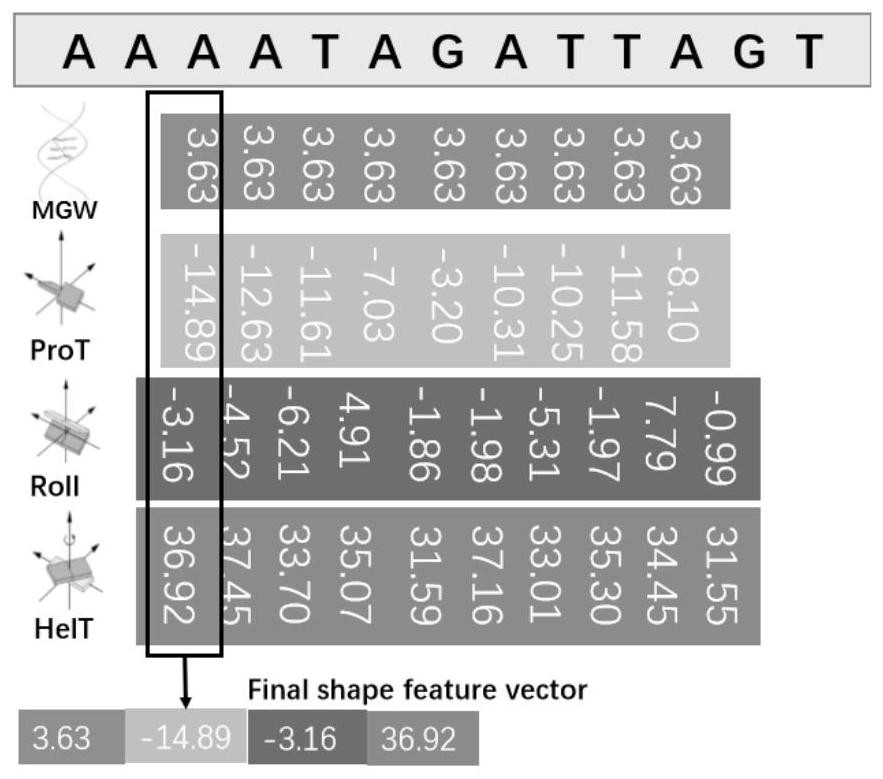 Transcription factor binding site prediction method fusing with DNA shape features