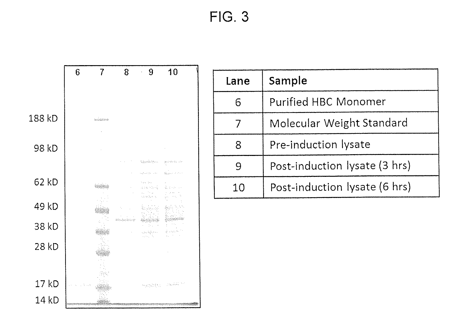 SPECIFIC VIRUS-LIKE PARTICLE-CpG OLIGONUCLEOTIDE VACCINES AND USES THEREOF