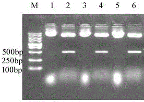 Plant expression vector based on Arabidopsis pri-mir828 gene and its construction and application