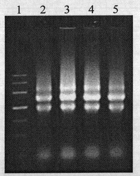 Reagent composition for separating total RNA in plant or microorganism and preparation method thereof