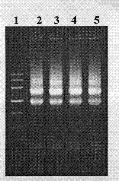 Reagent composition for separating total RNA in plant or microorganism and preparation method thereof