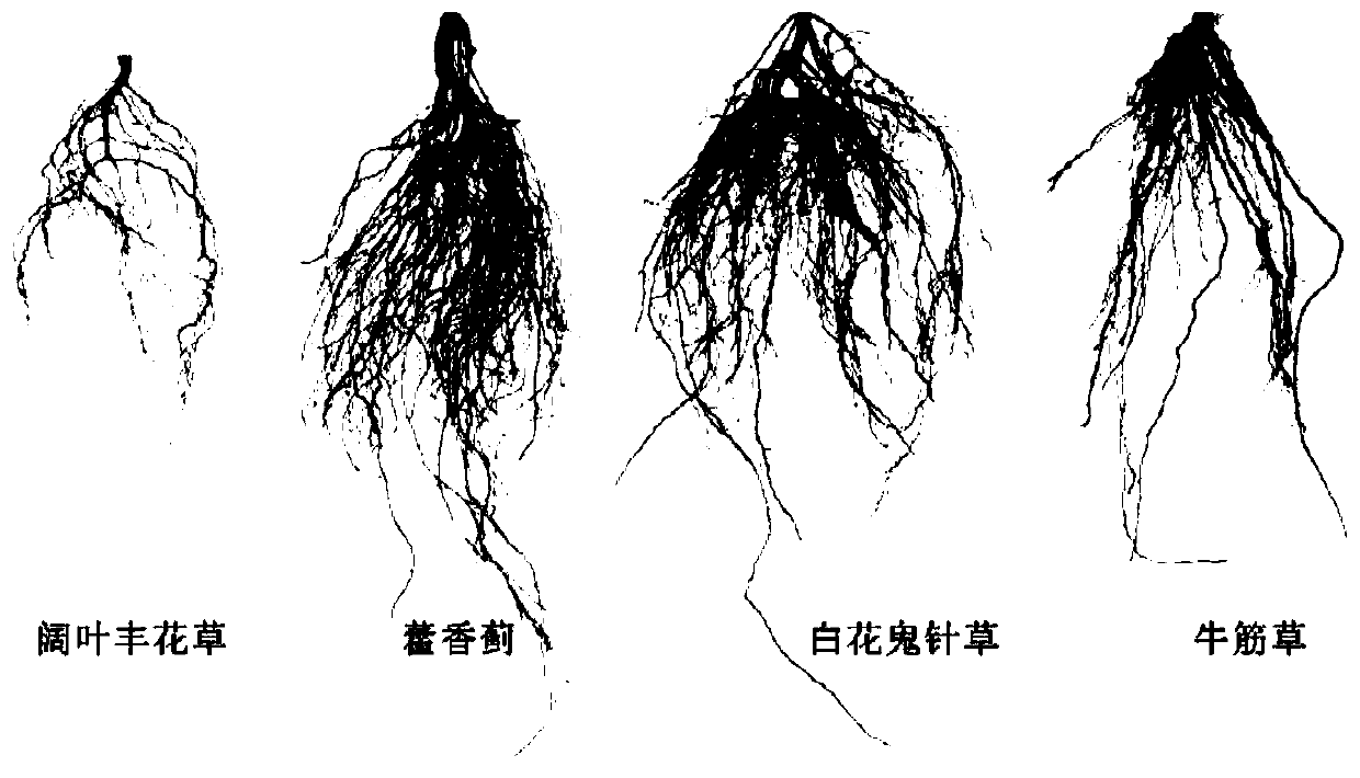 Method for managing and controlling weeds of orchard in South China