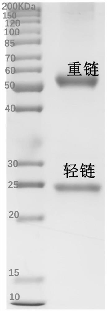 Variable region sequence of specific anti-clothianidin antibody, and preparation and application of recombinant complete antibody thereof