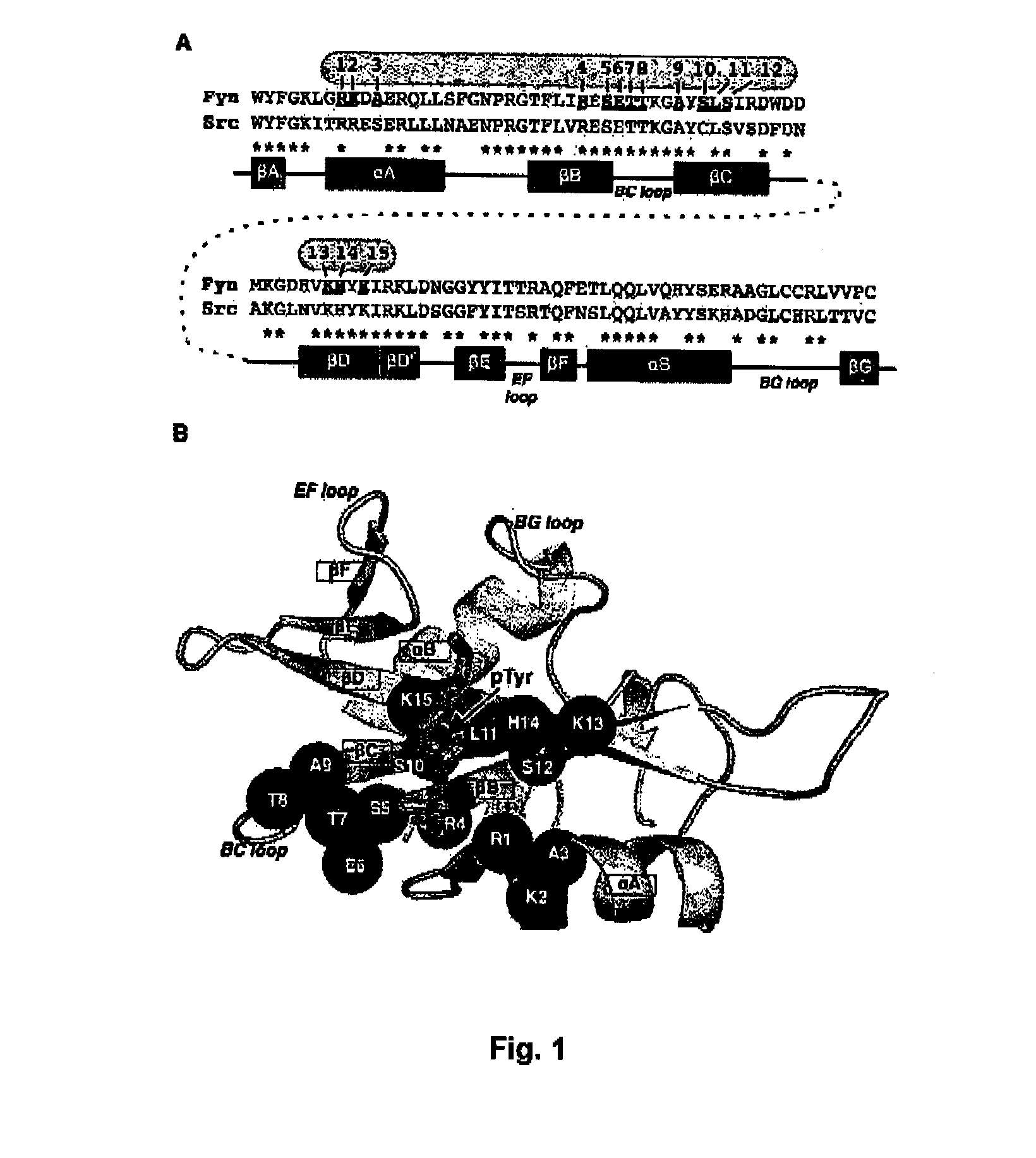 Sh2 domain variants