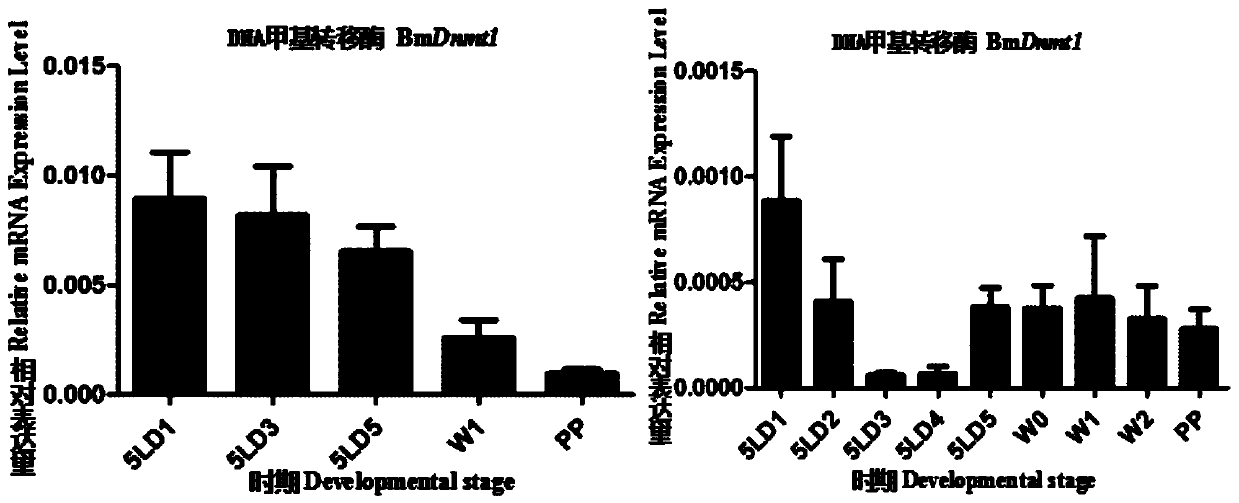 Application of Insect DNA Methyltransferase dnmt1 in Pest Control