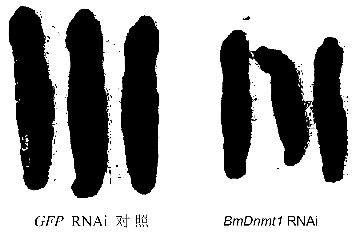 Application of Insect DNA Methyltransferase dnmt1 in Pest Control