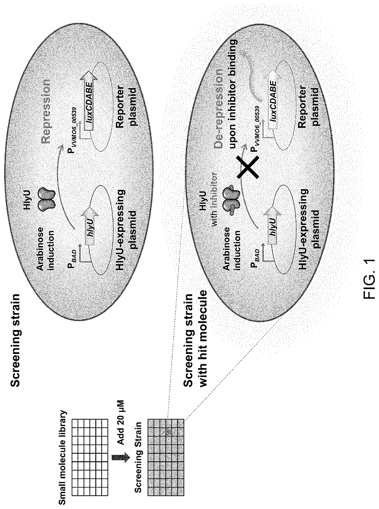 Rtx toxin production inhibitor and composition for treating symptom of vibrio infection by using same