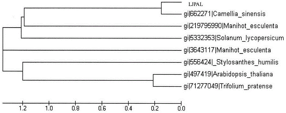 Lonicera japonica thunb phenylalanine ammonia-lyase (LJPAL) gene as well as product coded by same and application of gene