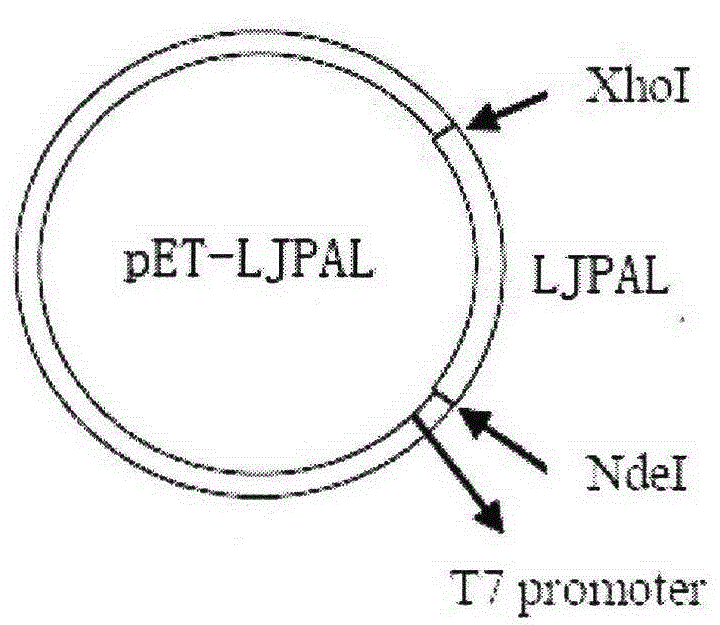 Lonicera japonica thunb phenylalanine ammonia-lyase (LJPAL) gene as well as product coded by same and application of gene