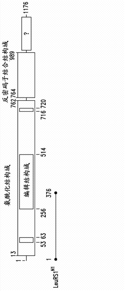 Innovative discovery of therapeutic, diagnostic, and antibody compositions related to protein fragments of leucyl-tRNA synthetases