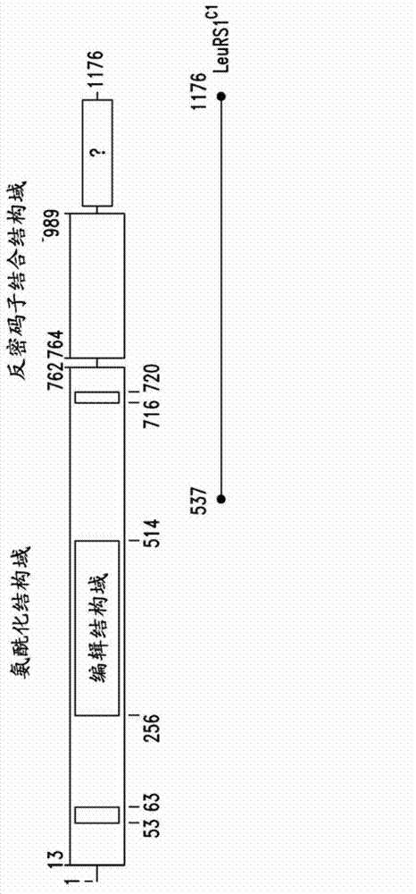 Innovative discovery of therapeutic, diagnostic, and antibody compositions related to protein fragments of leucyl-tRNA synthetases