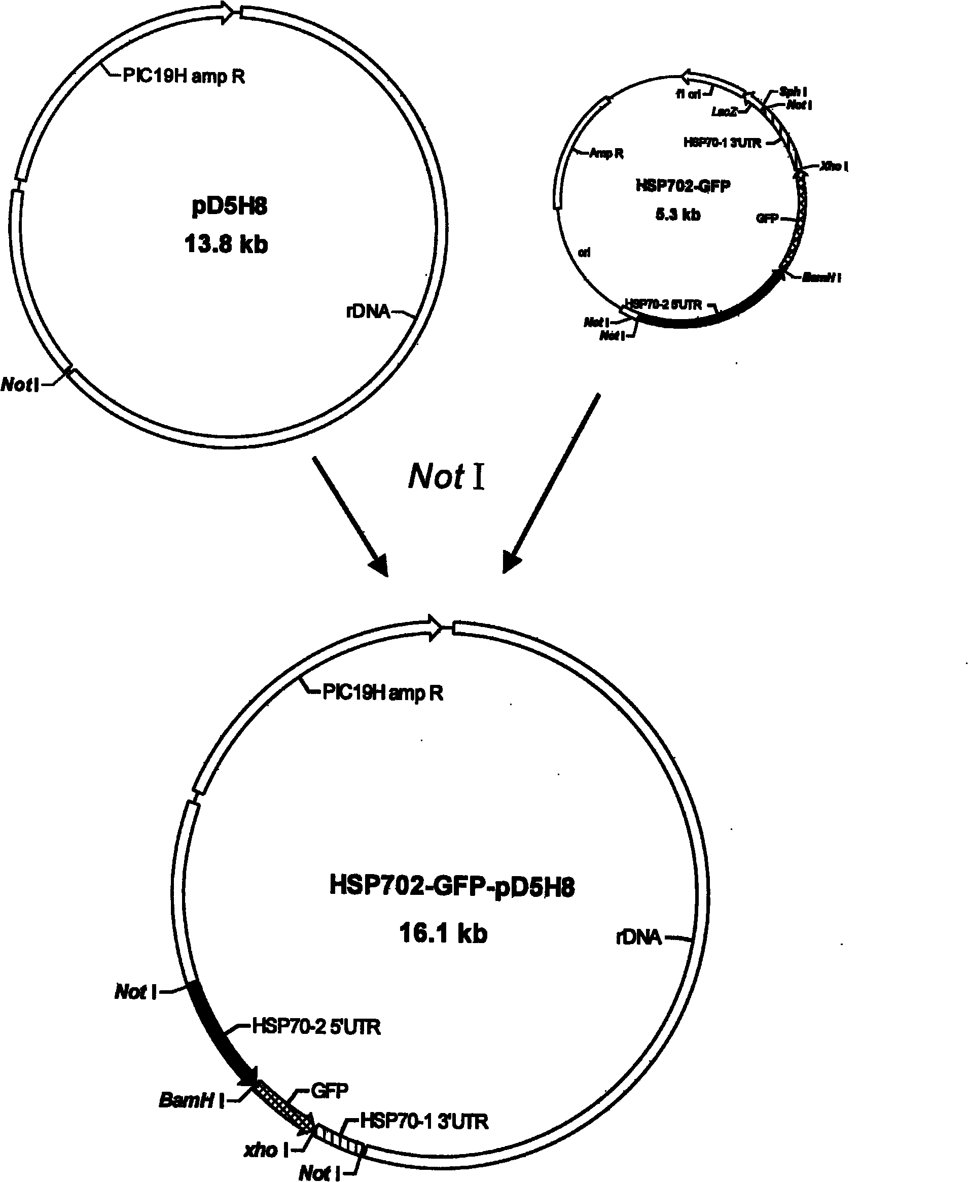 Tetrahymena transgenic carrier containing HSP70 promoter and GFP and preparation method and use thereof