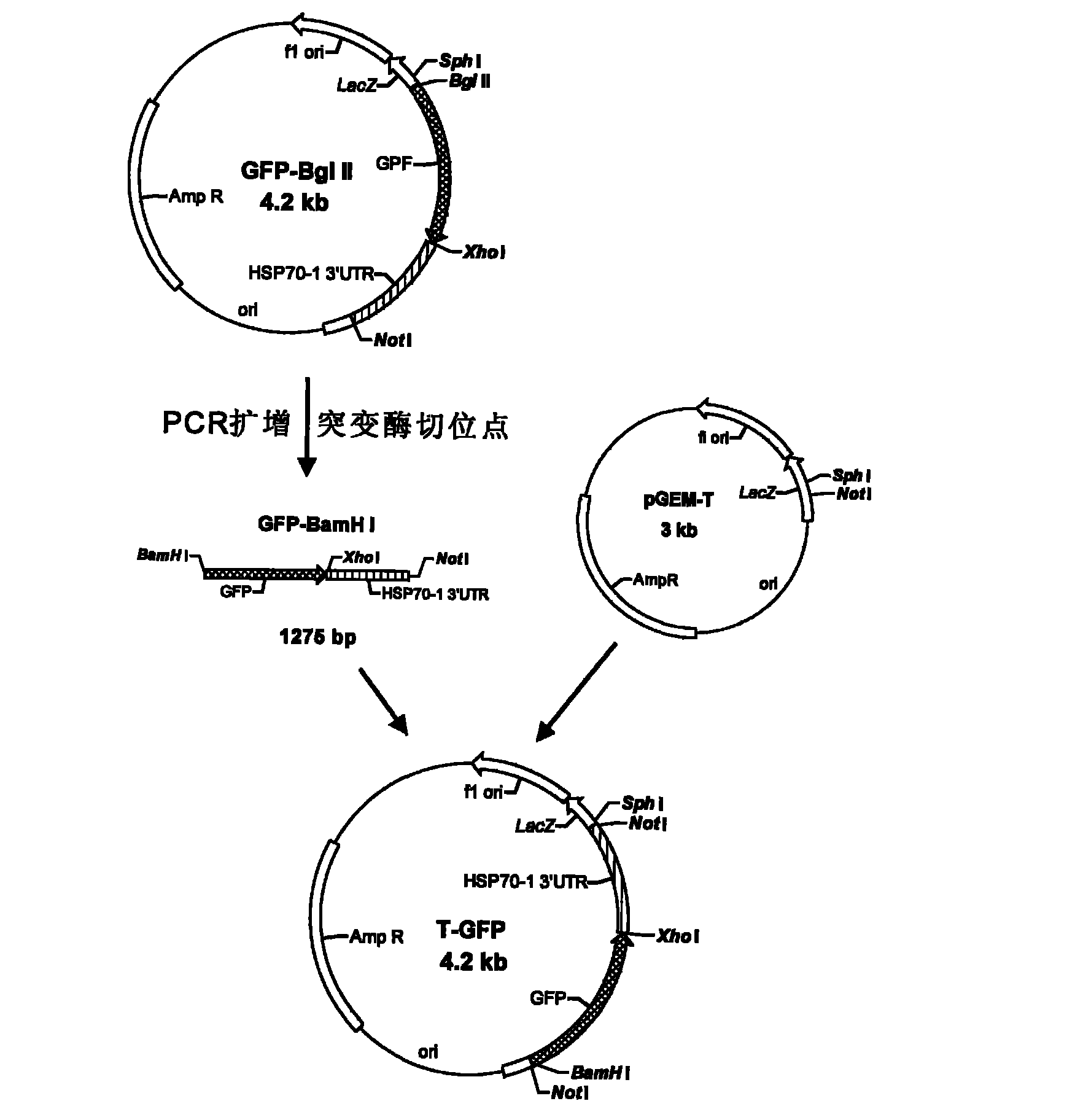 Tetrahymena transgenic carrier containing HSP70 promoter and GFP and preparation method and use thereof