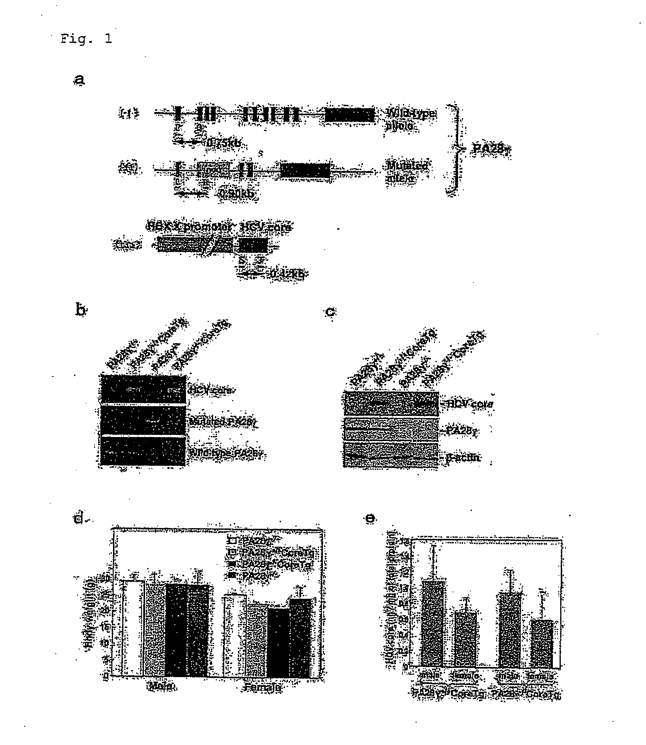 Screening method for prophylactic and/or therapeutic agent for disease accompanied by hepatitis c