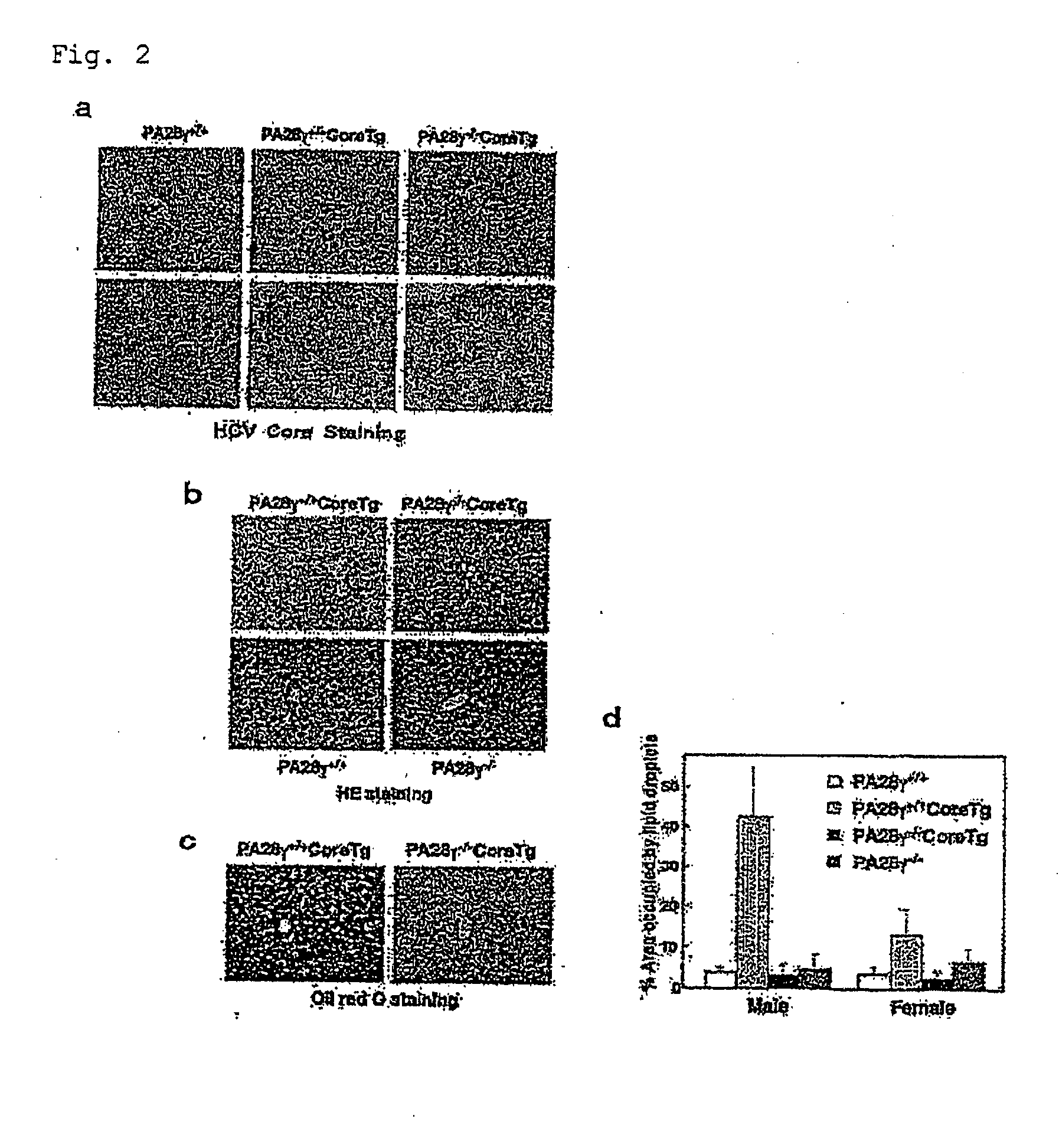 Screening method for prophylactic and/or therapeutic agent for disease accompanied by hepatitis c