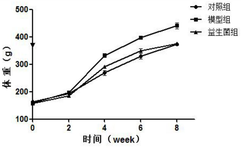 A strain of Lactobacillus plantarum that improves fat-prone physique and weight of offspring and its application