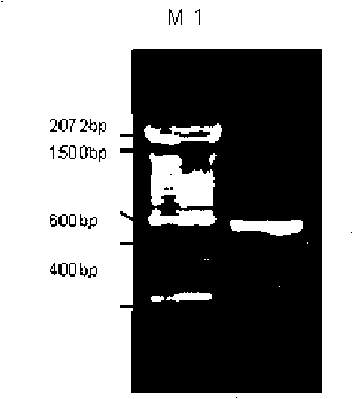 Recombined human bFGF and PDGF-B duplicate adenovirus carrier and uses thereof