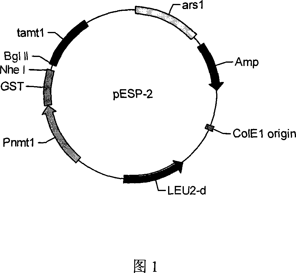 Schizosaccharomyces pombe engineering strain having defensins function and constructing method thereof