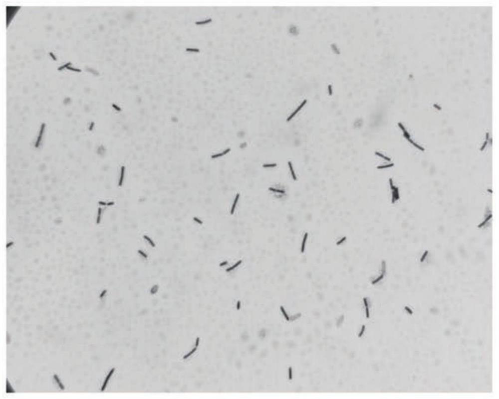 Preparation method of well site environment-friendly toilet degradation product and method for treating water-based solid waste