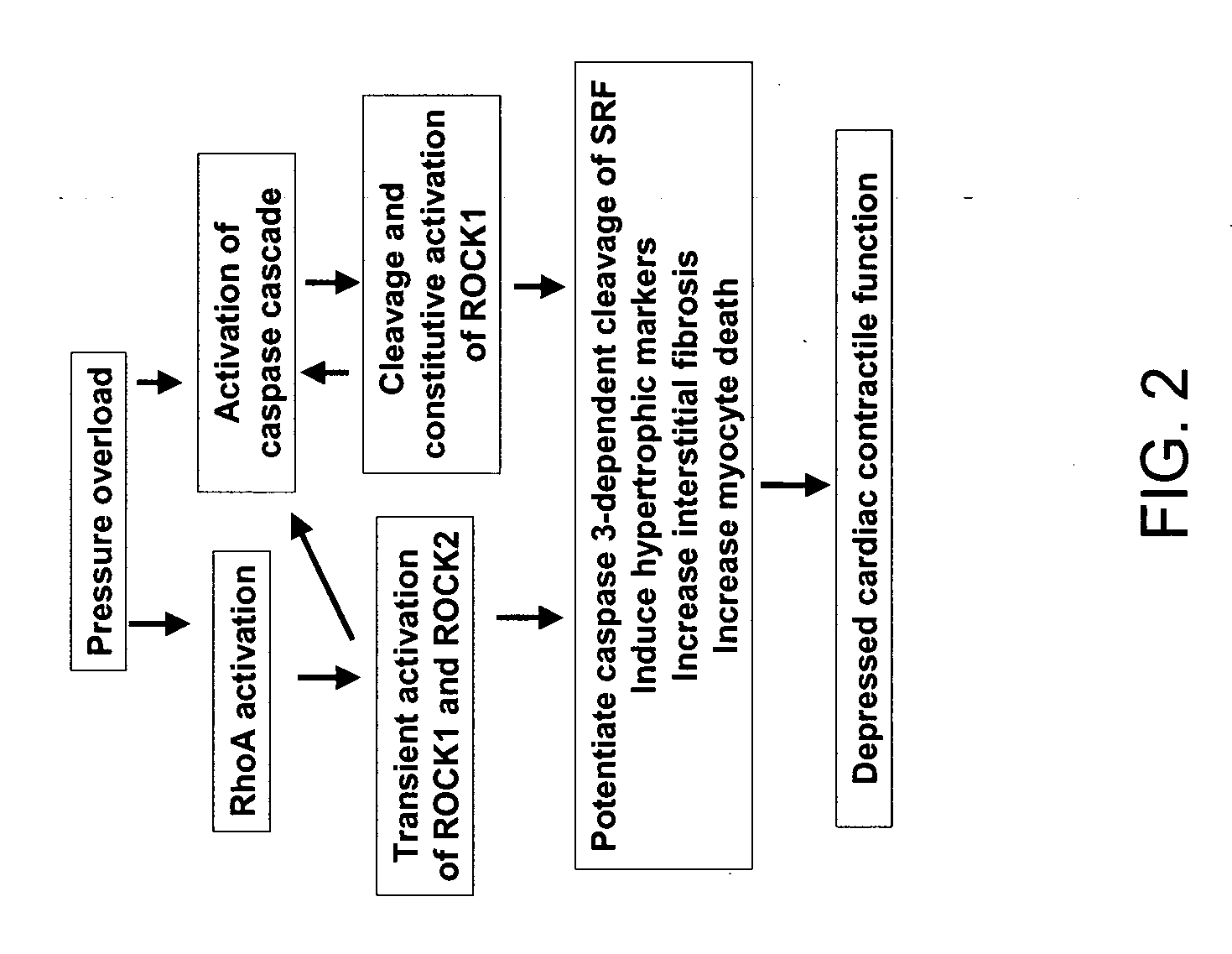 Selective inhibition of rock1 in cardiac therapy