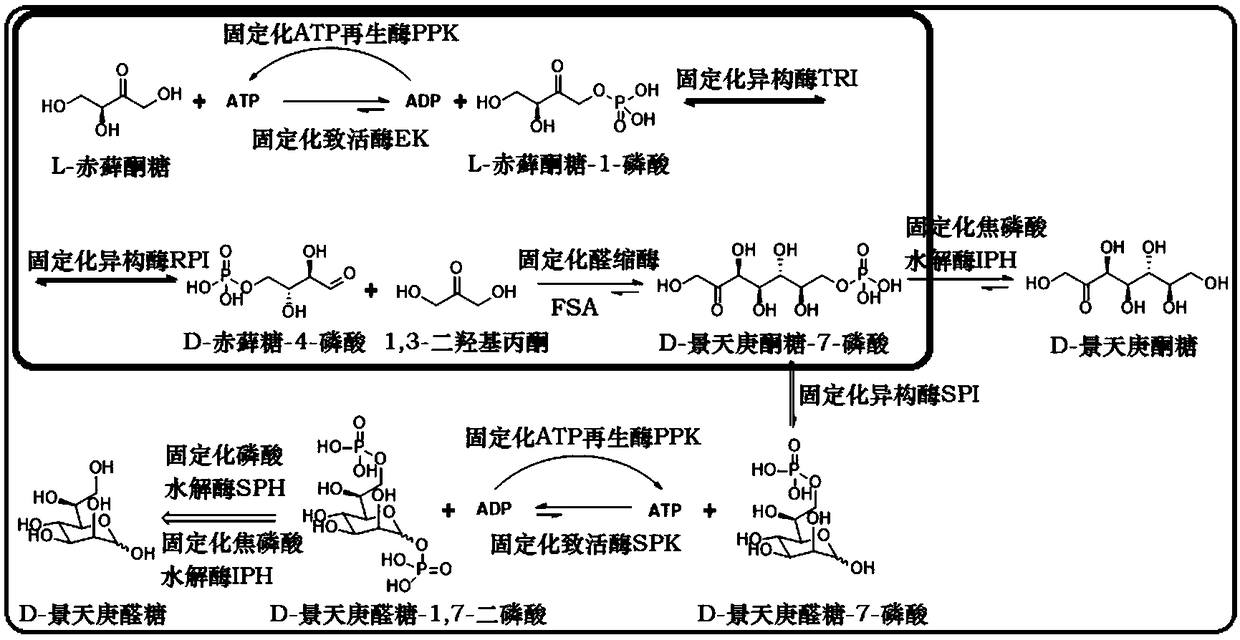 Preparation method of sedoheptulose and aldose in immobilized enzyme cascade reaction