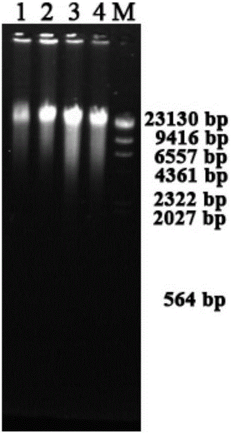 Method for extracting microorganism total DNA from coal seam water sample