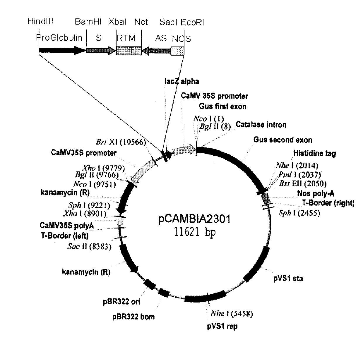 Method for improving characters of gossypol in cotton, and use thereof