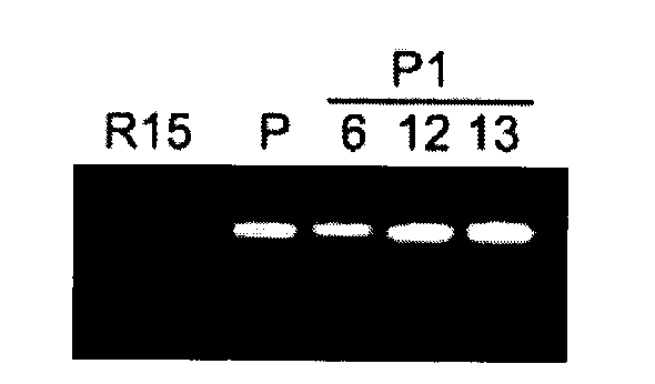 Method for improving characters of gossypol in cotton, and use thereof