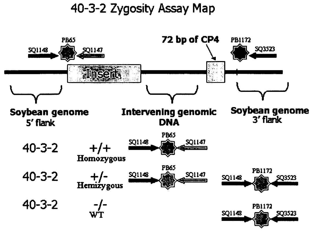 Development of novel germplasm using segregates from transgenic crosses