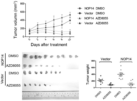 Application of nop14 gene and its protein as a marker of tumor sensitivity to mTOR inhibitors