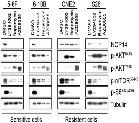 Application of nop14 gene and its protein as a marker of tumor sensitivity to mTOR inhibitors