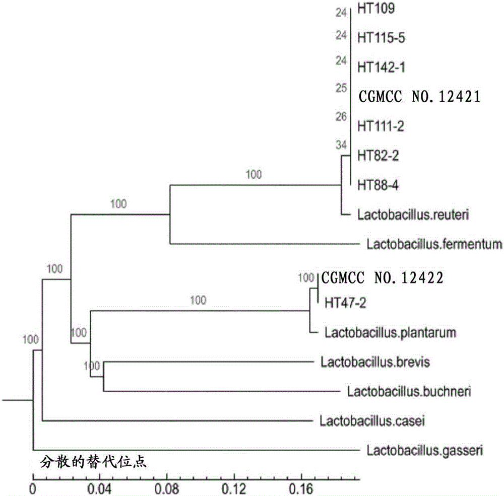 Lactobacillus probiotics CGMCC NO. 12422 and application of lactobacillus probiotics in preparing lipid-lowering drug