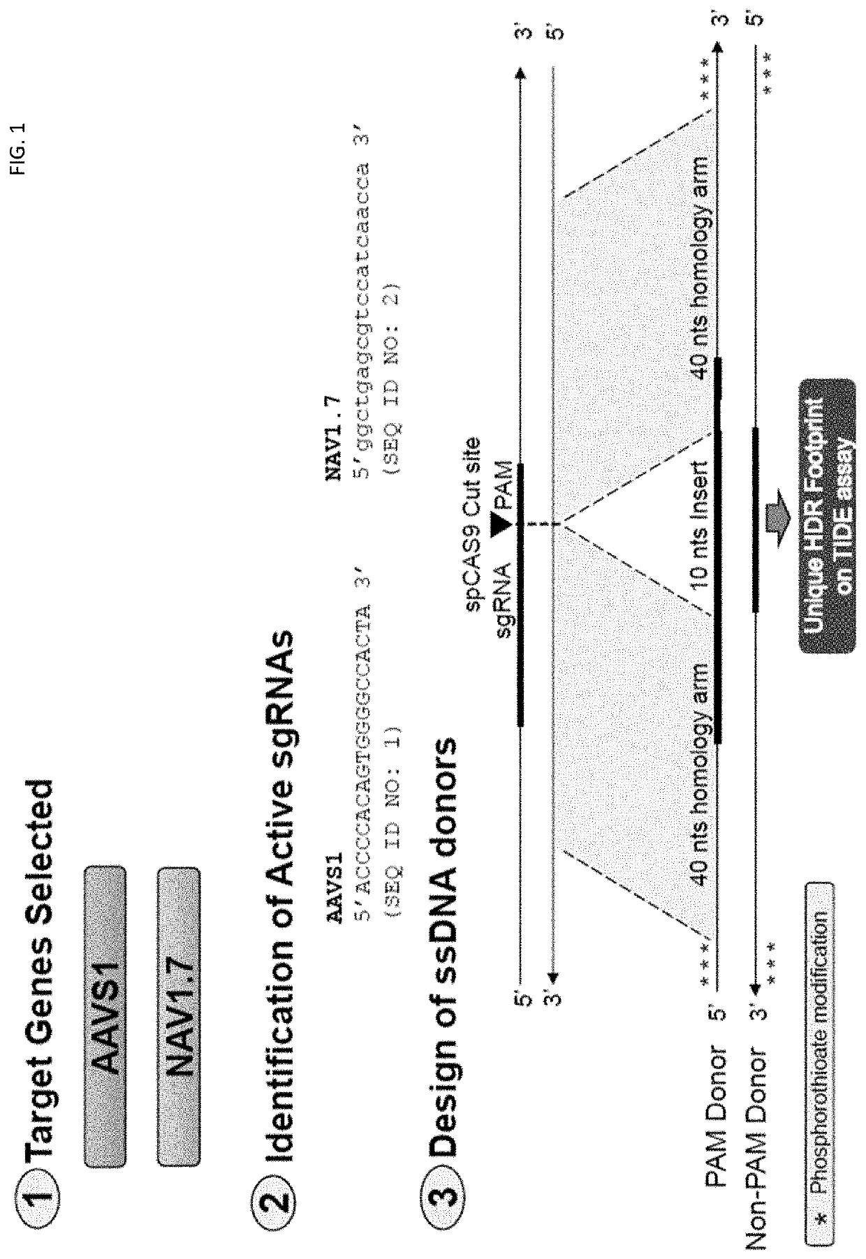 Quinoxalinone compounds, compositions, methods, and kits for increasing genome editing efficiency