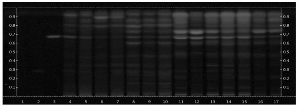 Thin-layer chromatographic identification method for Zanthoxylum dissitum Hemsl