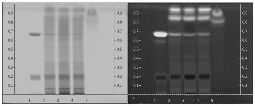 Thin-layer chromatographic identification method for Zanthoxylum dissitum Hemsl