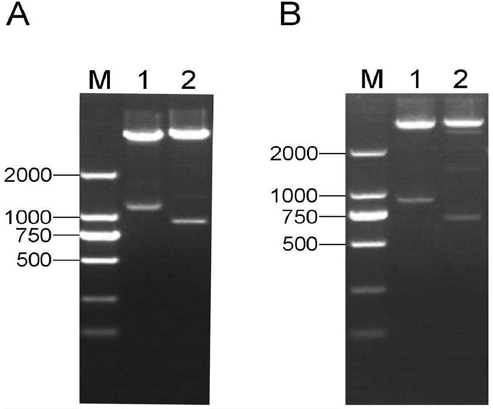 Clostridium perfringens alpha, beta 1, beta 2 and epsilon coexpression vector and construction method and expression method thereof