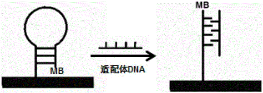 Electrochemical sensor based on DNA configuration transformation