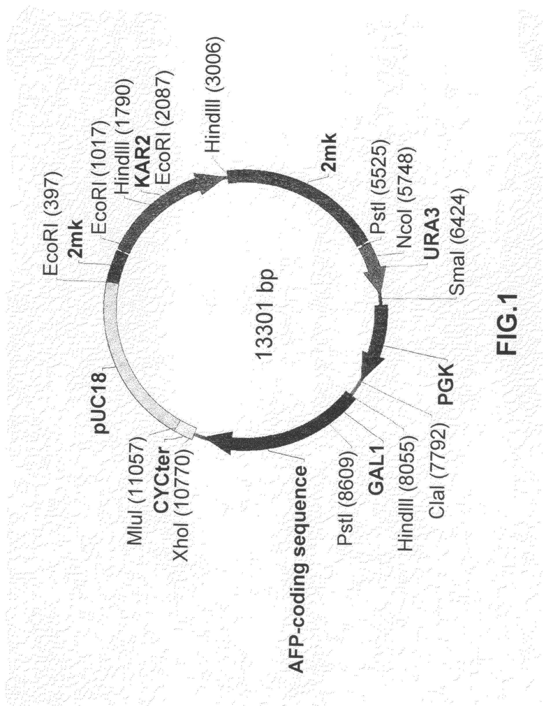 Recombinant alpha-fetoprotein and compositions thereof