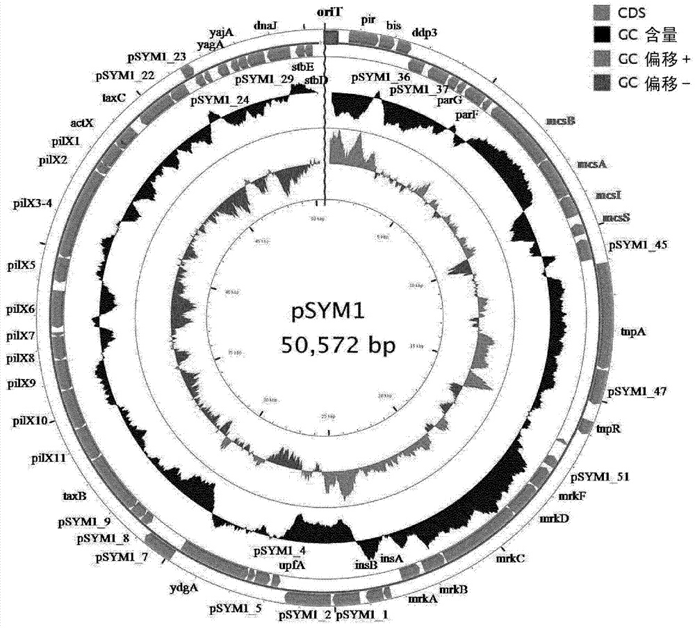 Bacterially formed microcin s, a new antimicrobial peptide, effective against pathogenic microorganisms, e.g. enterohemorrhagic escherichia coli (EHEC)