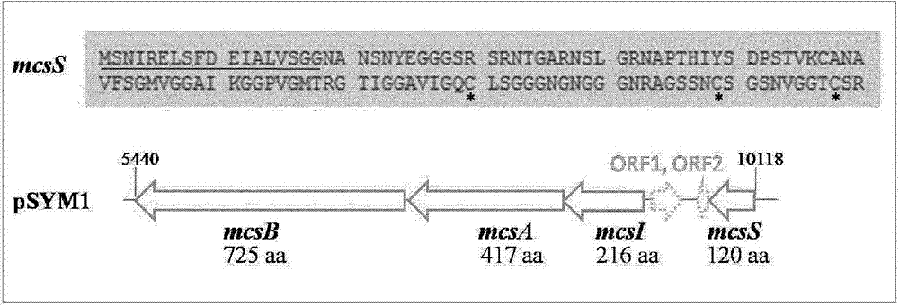 Bacterially formed microcin s, a new antimicrobial peptide, effective against pathogenic microorganisms, e.g. enterohemorrhagic escherichia coli (EHEC)