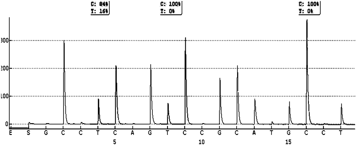 Kit and method for detecting mutation of TERT promoter through pyrosequencing method