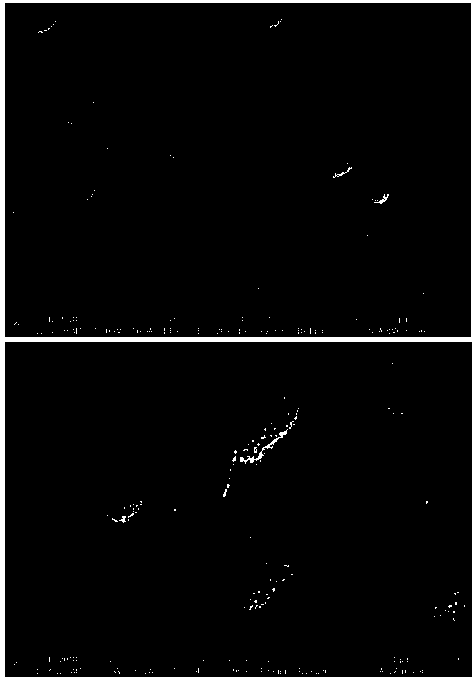 Microbial population sensing signal quenching bacteria and application thereof as biocontrol bacteria