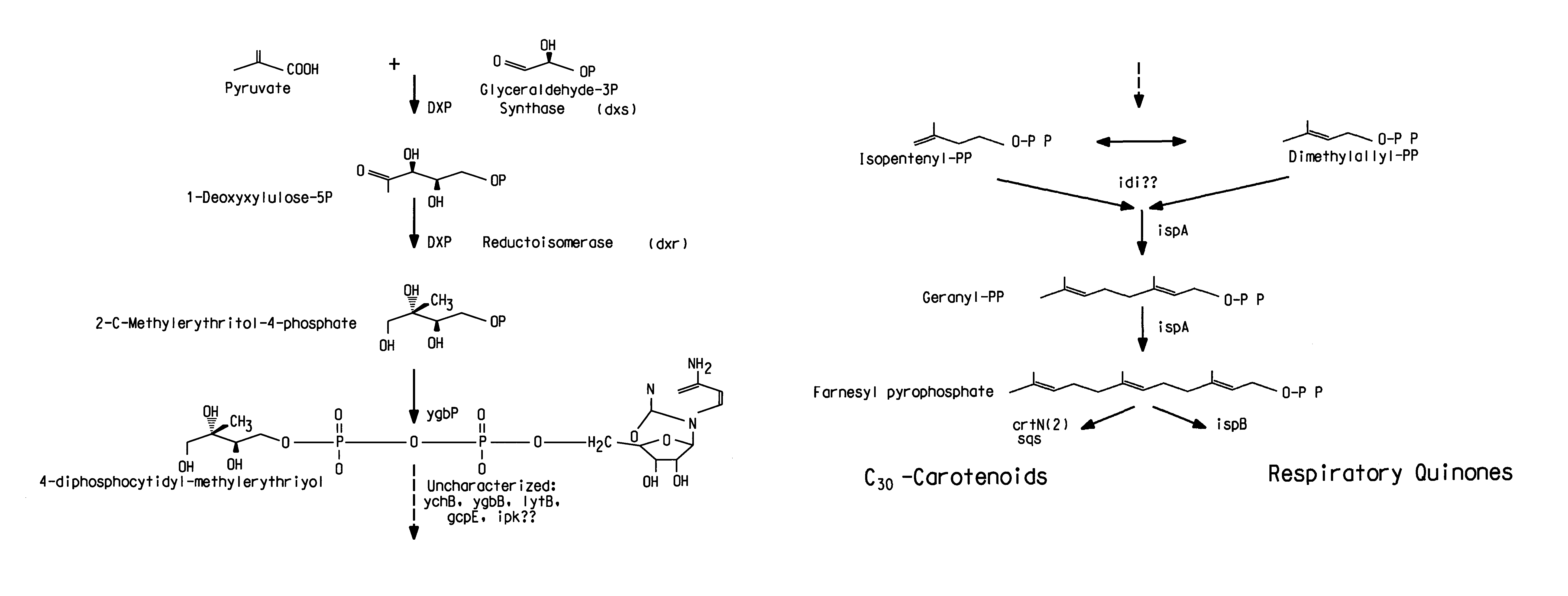 Genes involved in isoprenoid compound production