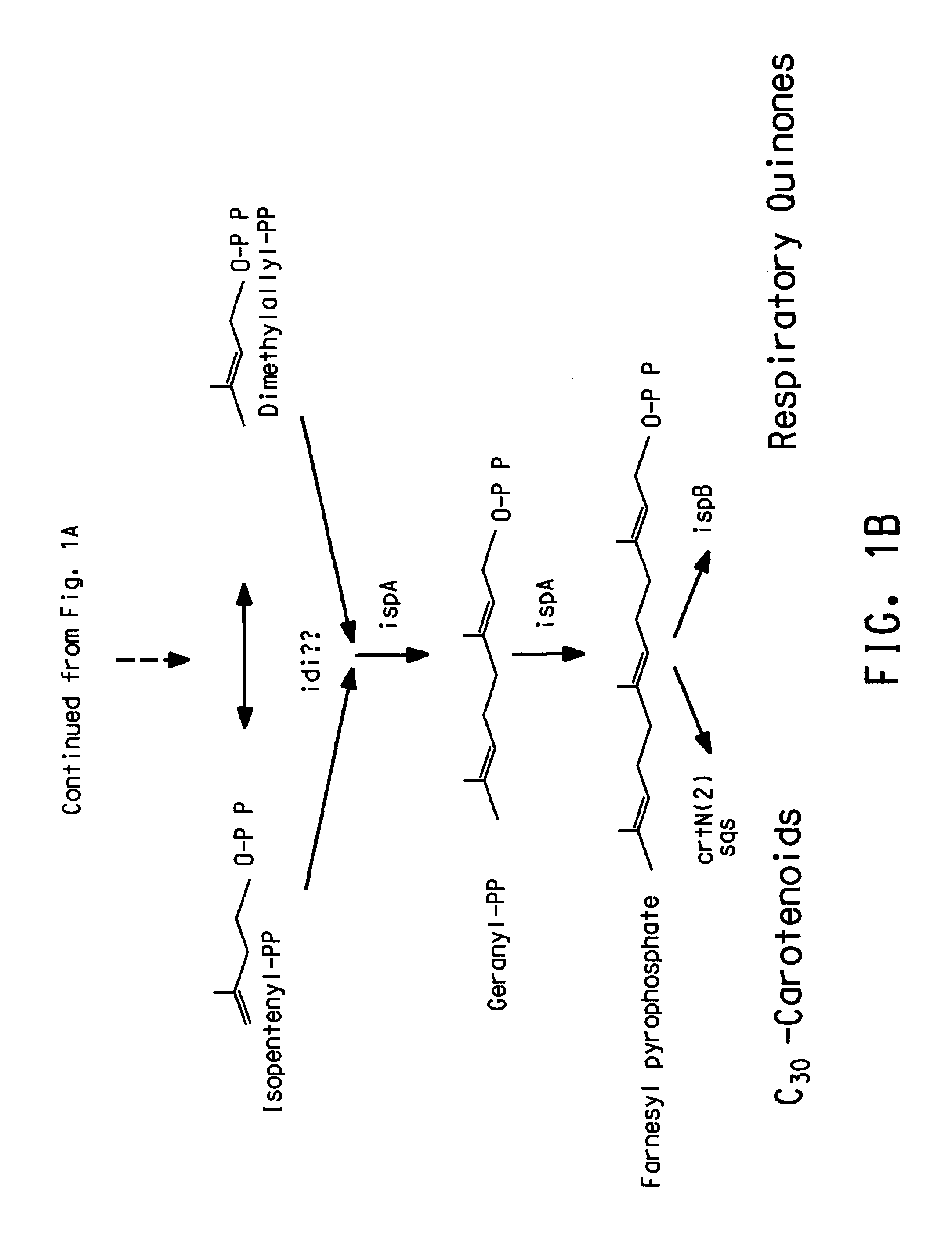 Genes involved in isoprenoid compound production