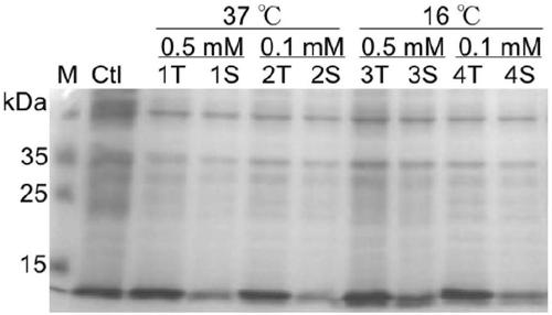 Preparation method and applications of monoclonal antibody against human CD47